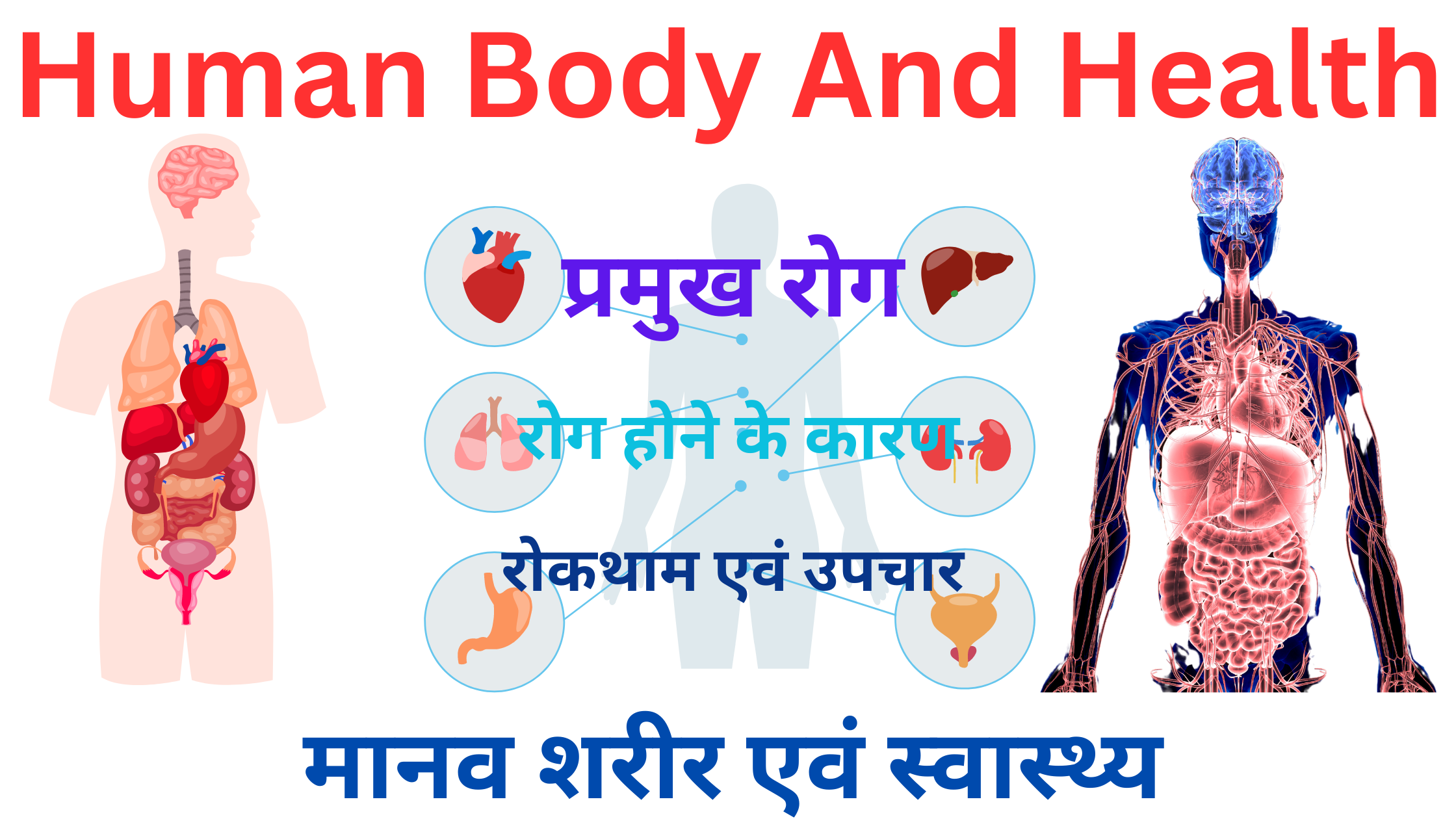 Human Body And Health